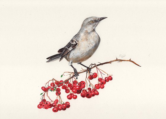 Northern Mockingbird