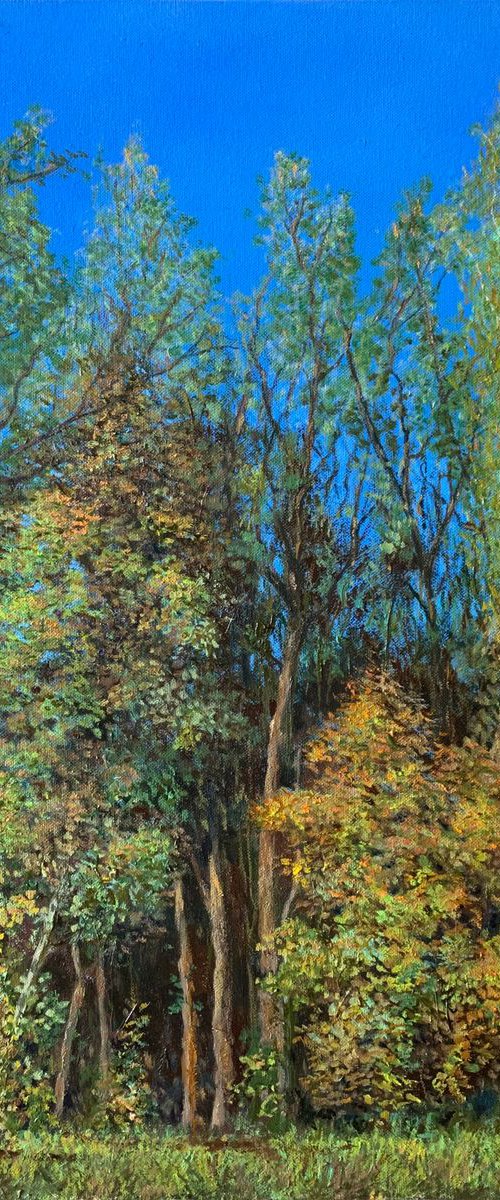 Autumn forest in Pokrovskoe-Streshnevo Park by Albert Safiullin