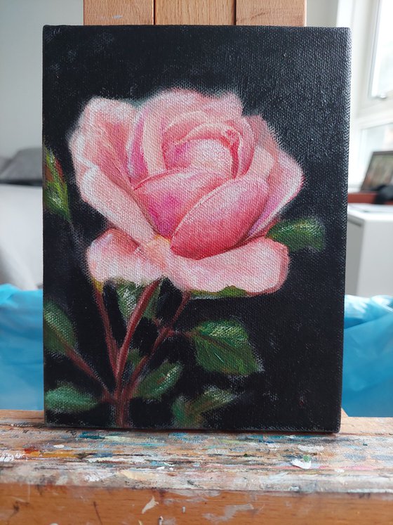 Pink Rose