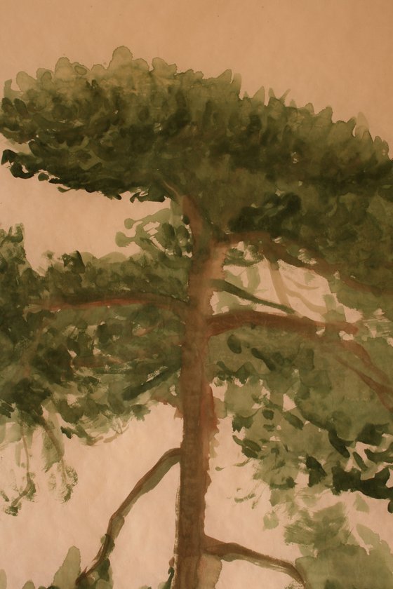 Pinus Sylvestris 3