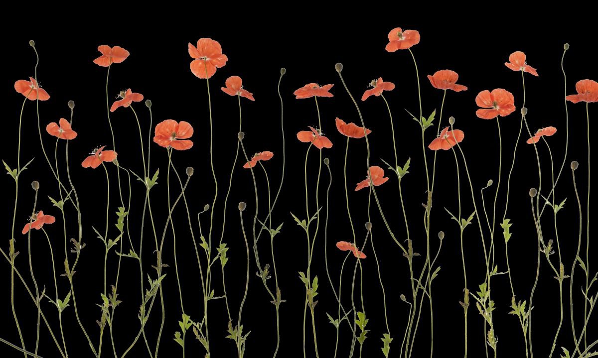 Poppies by Fionna Bottema