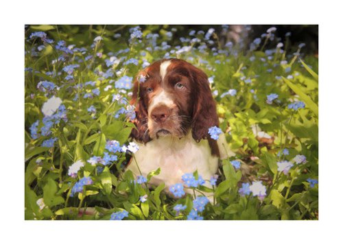 Spaniel Pup in flowers by Martin  Fry