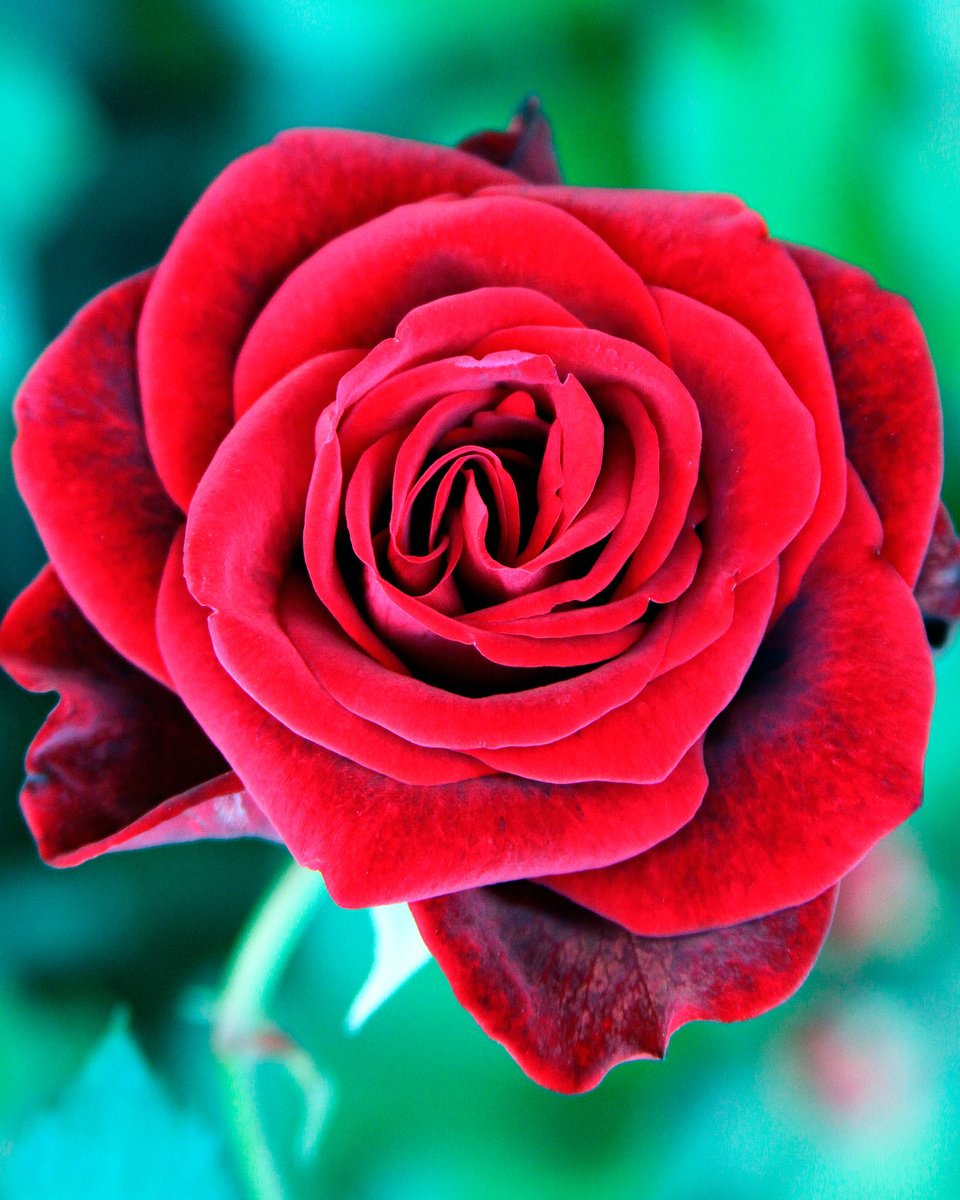 Impressionistic Botanical Photograph By William Dey, 18 X 22", Red Velvet Rose Palm Springs Ca, Original Artwork