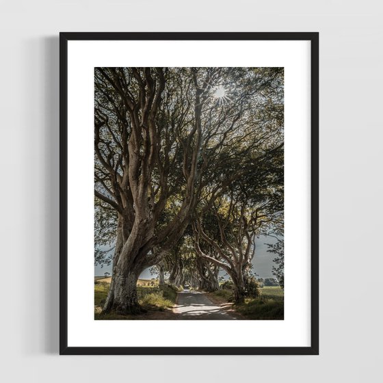 THE FANTASTIC DARK HEDGES I