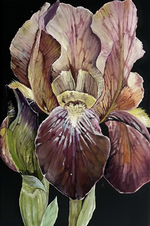 Iris flowers by Myroslava Denysyuk