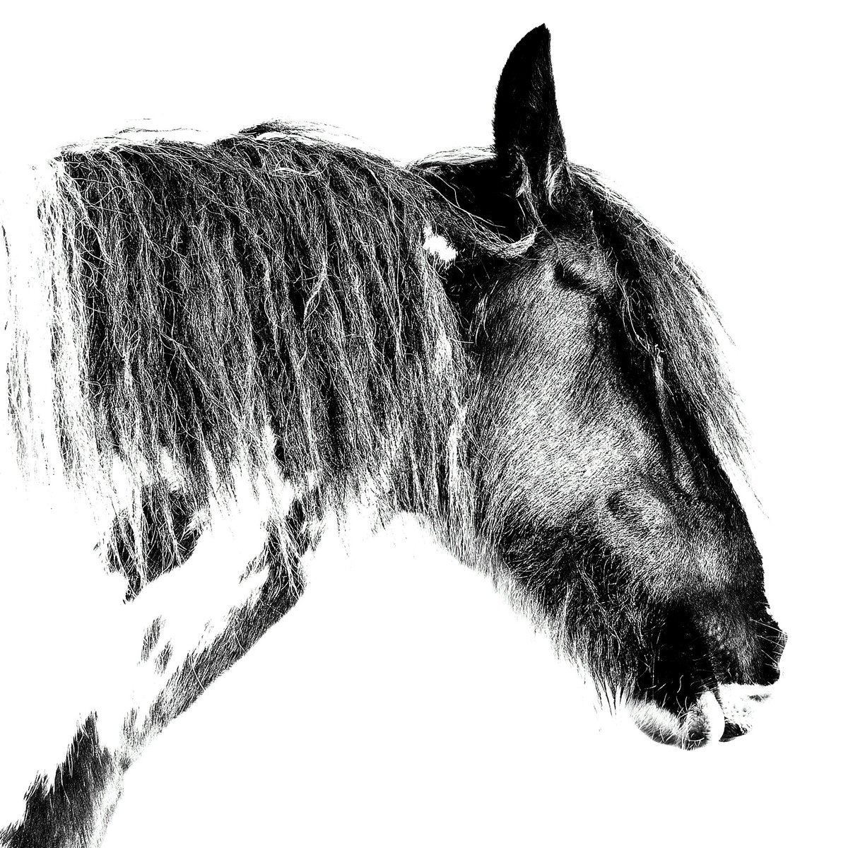 Horse, black and white portrait by oconnart