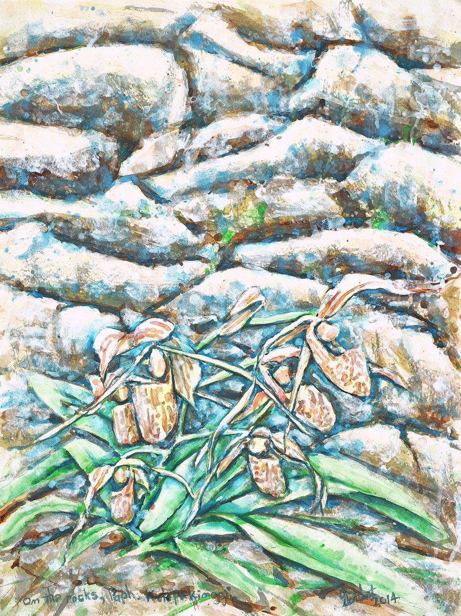 Impressionistic Botanical Acrylic Painting By Gordon T., 22 X 30, On The Rocks, Paph. Kolopakinggii, Original Artwork