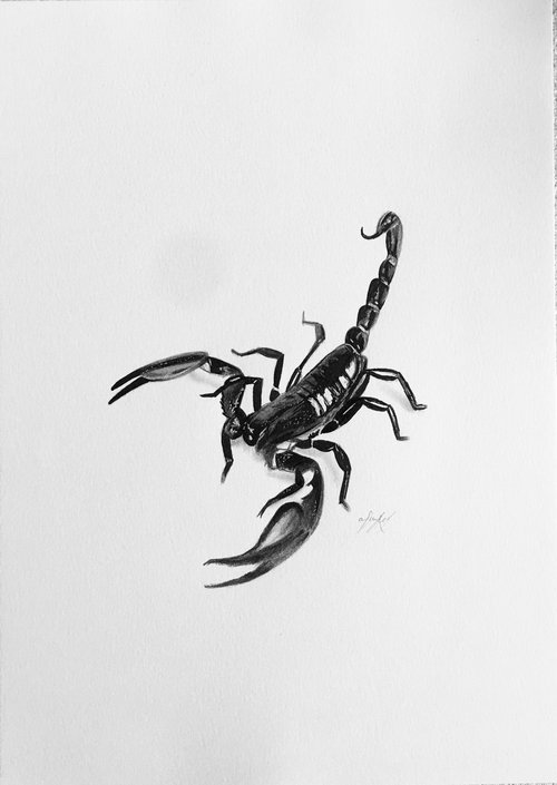 Scorpion by Amelia Taylor