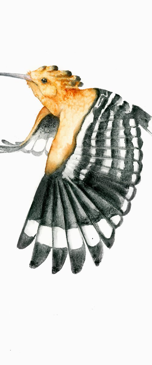 Hoopoe, wildlife, birds watercolours by Karolina Kijak