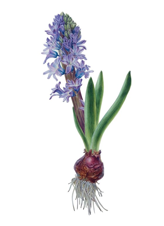 Spring flower - hyacinth 38 x48 cm (2020) • botanical watercolor painting
