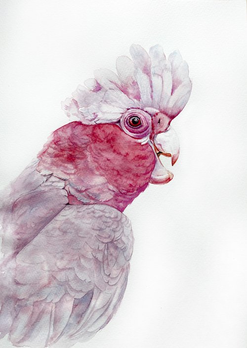 Portrait of Pink Galah Cockatoo in Sunlight by Tetiana Savchenko