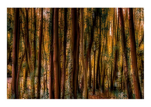 Abstract Forest 3. Limited Edition 1/50 15x10 inch Photographic Print by Graham Briggs