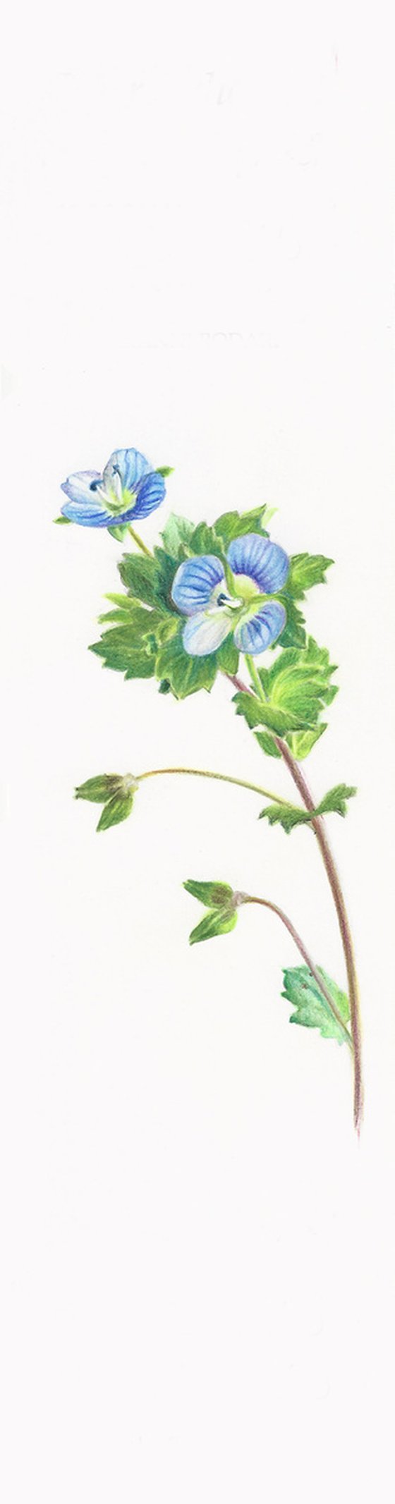 Birdeye Speedwell - from my Wildflowers Bookmarks Collection