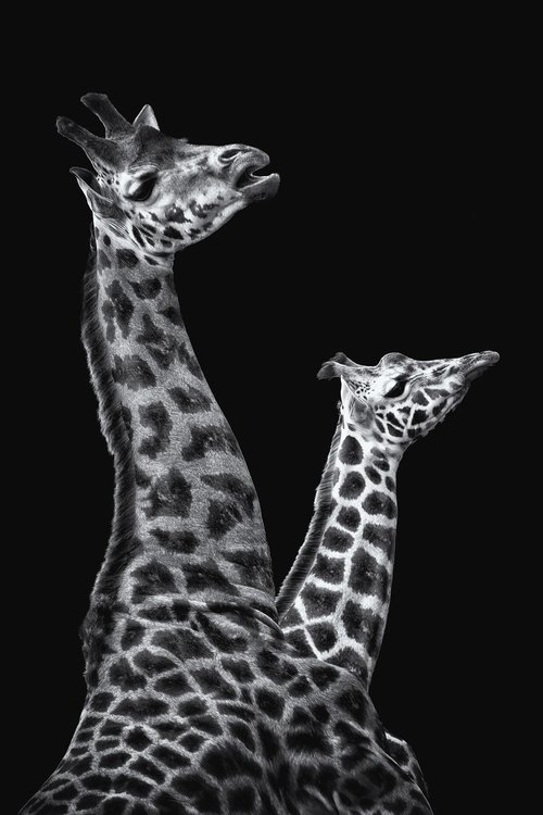 Two Giraffes by Paul Nash
