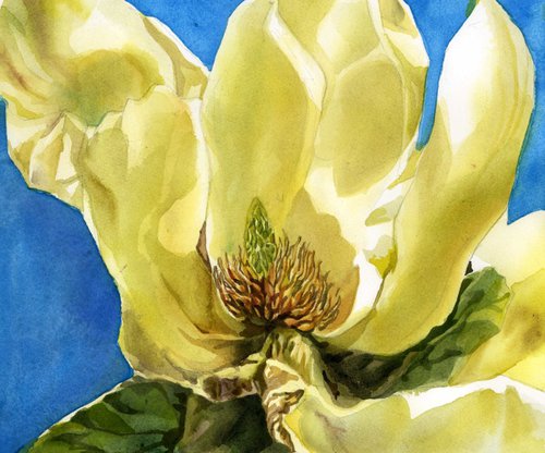 magnolia morning by Alfred  Ng