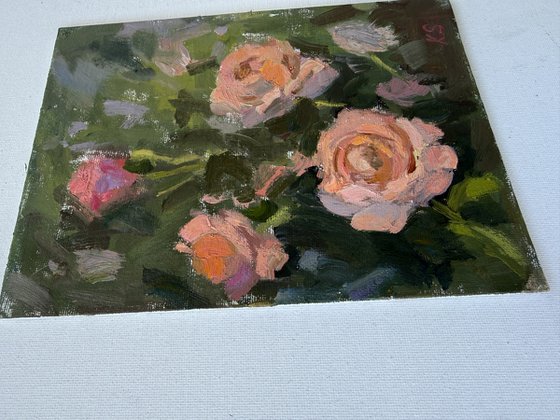 Garden roses