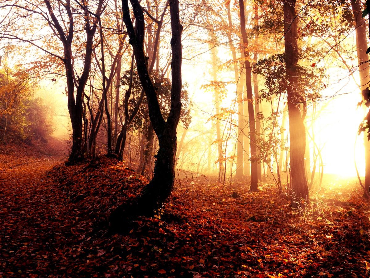 Sunrise in foggy forest - 60x80x4cm print on canvas 05087a1 READY to HANG by Kuebler