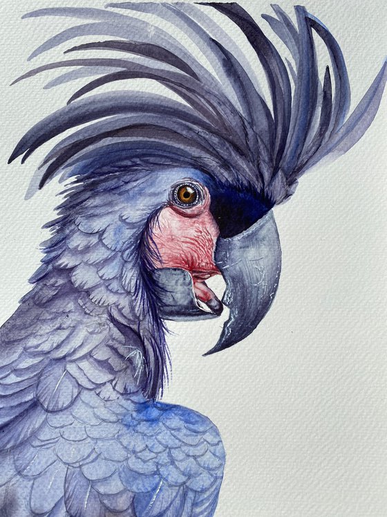 Black palm cockatoo, A Playful Glimpse of Nature in Watercolour 2