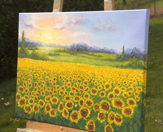 Sunflowers field