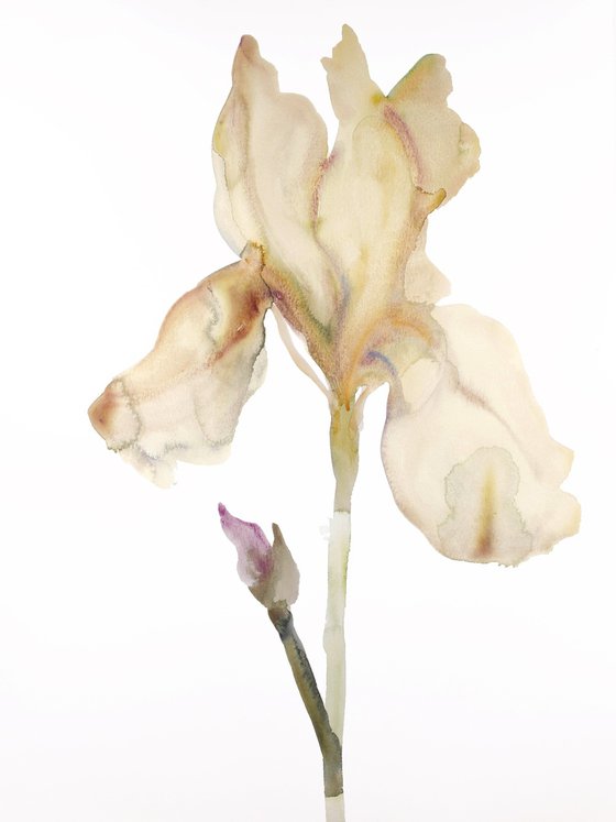 Iris No. 179