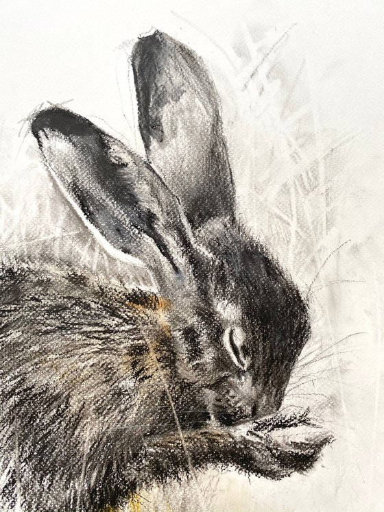 Shy Charcoal Hare