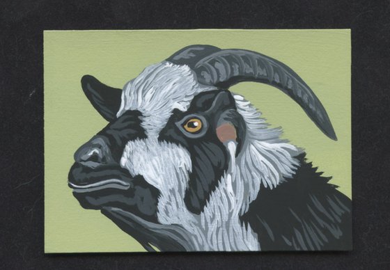 ACEO ATC Original Miniature Painting Black White Goat Pet Farmyard Art-Carla Smale