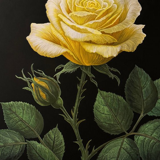 Rosa Xanthina (Yellow Rose)