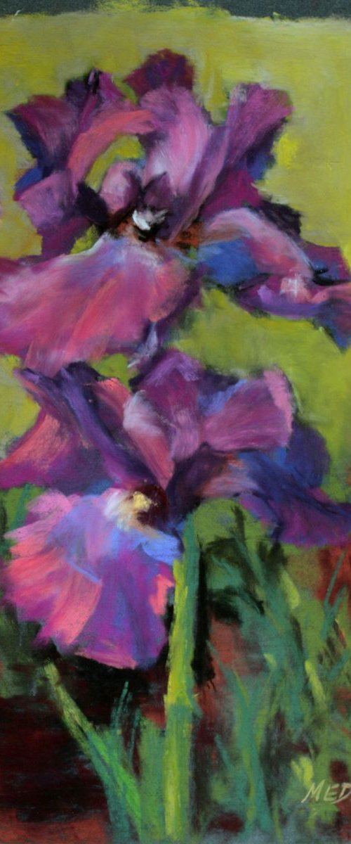 Purple Iris by Marion Derrett