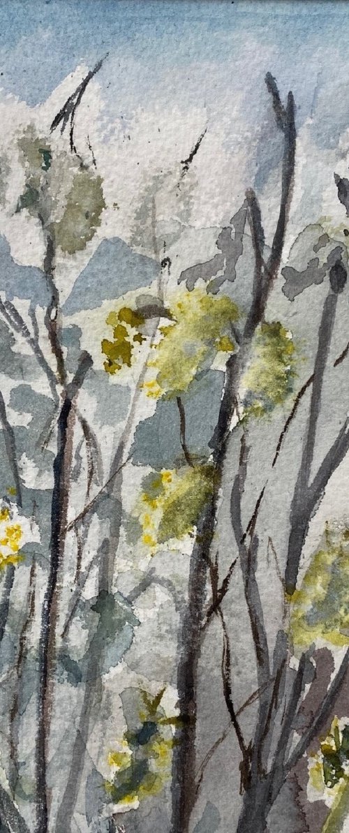 Willow Catkins by Morag Paul