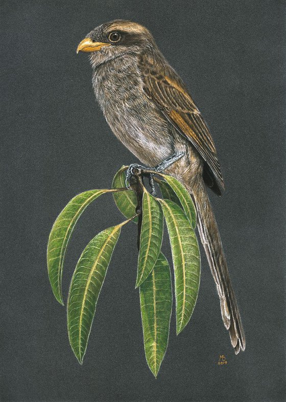 Original pastel drawing bird "Yellow-billed shrike"