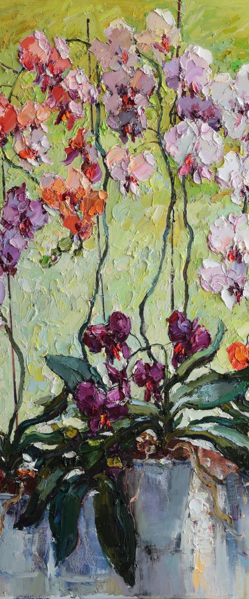 Colorful Orchids by Anastasiia Valiulina