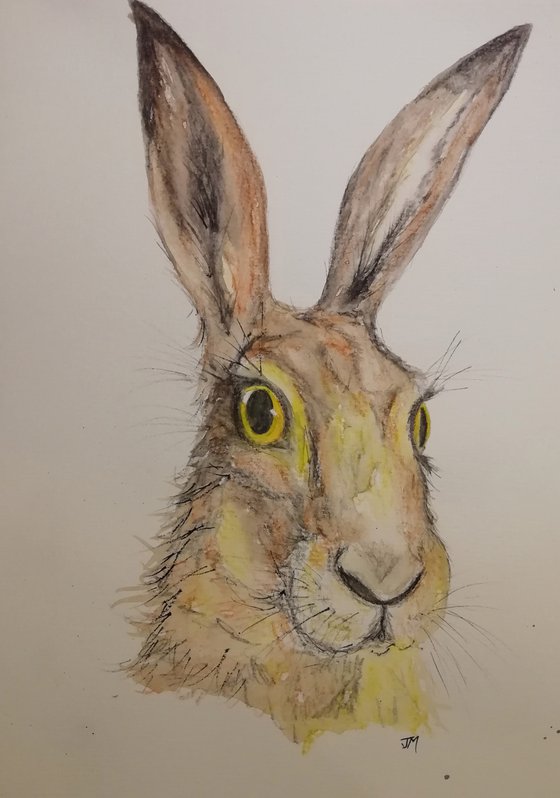 "Phoebe" hare