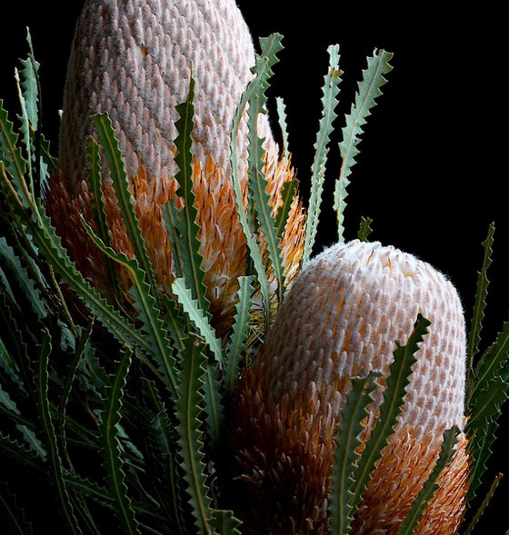 Banksia Prionotes