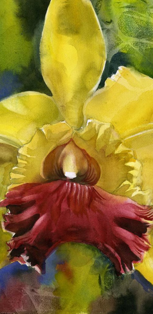 Christmas Orchid by Alfred  Ng