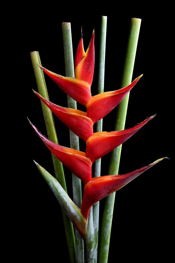 Heliconia Bihai - Macaw Flower