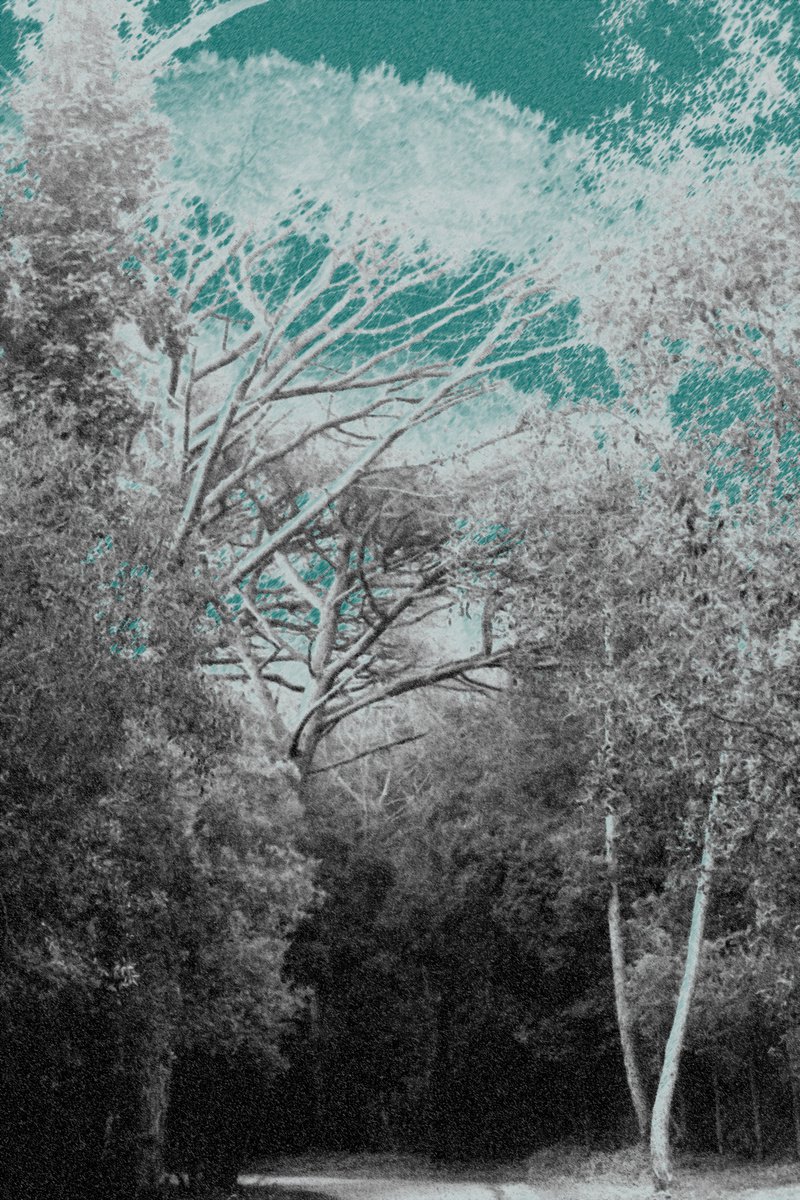 Abstract Photograph By Mattia Paoli, 20 X 28", Dn No.13, Original Artwork