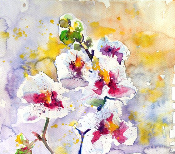 Orchidea