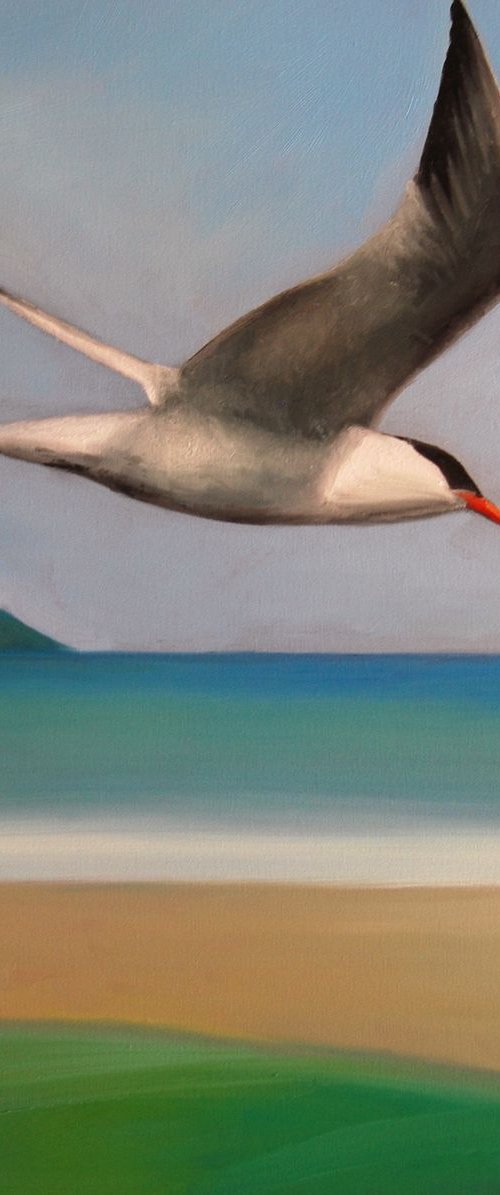 flyby of the tern by Trevor Salisbury