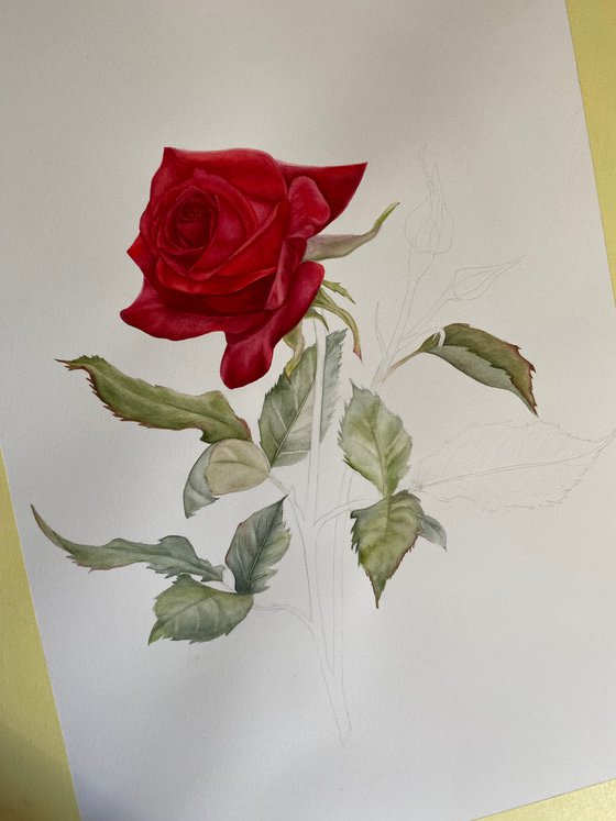 Red Rose Victory