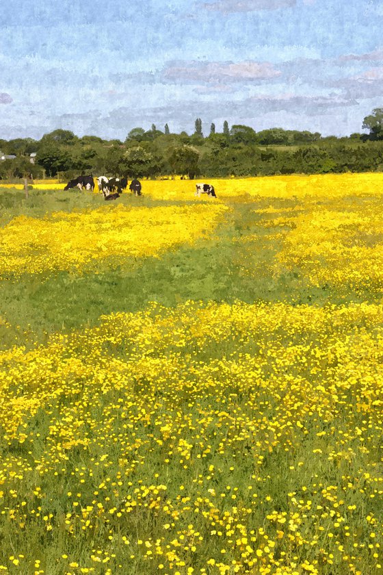 Buttercup Trail