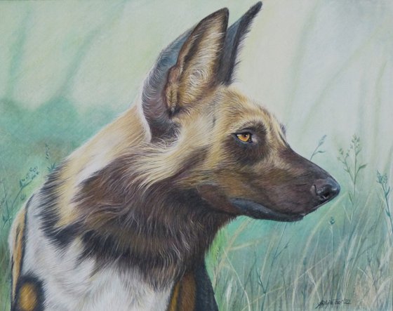 African Wilddog portrait