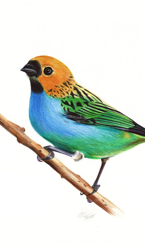 Gilt-edged Tanager - Bird Portrait by Daria Maier