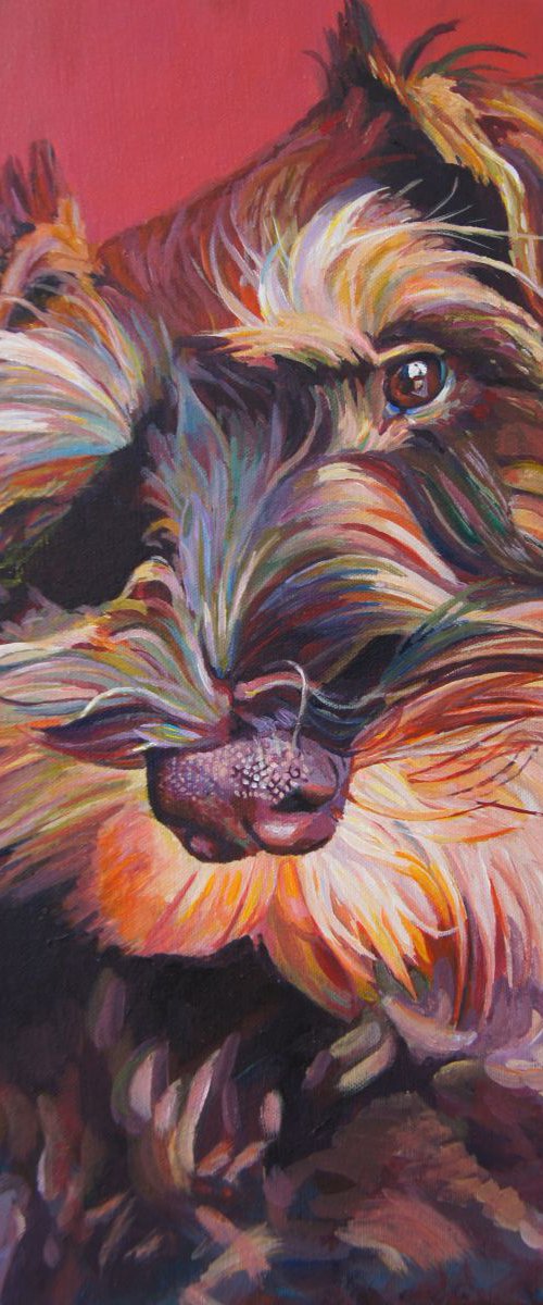 Schnauzer puppy by Karen Wilcox