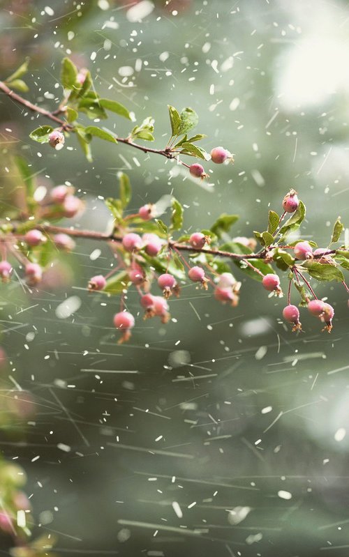 Snow in September by Emily Kent