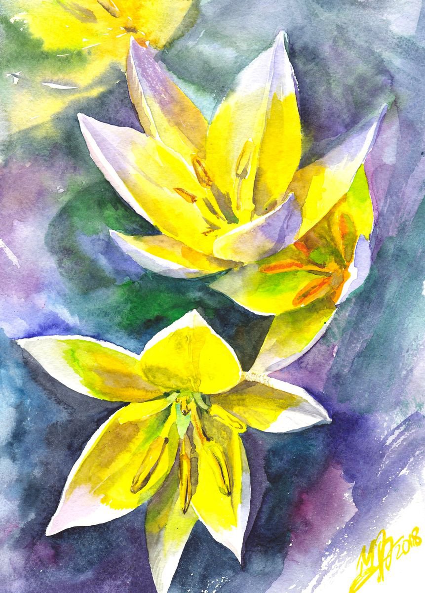 Delicate tulips by Alla Cherniavska