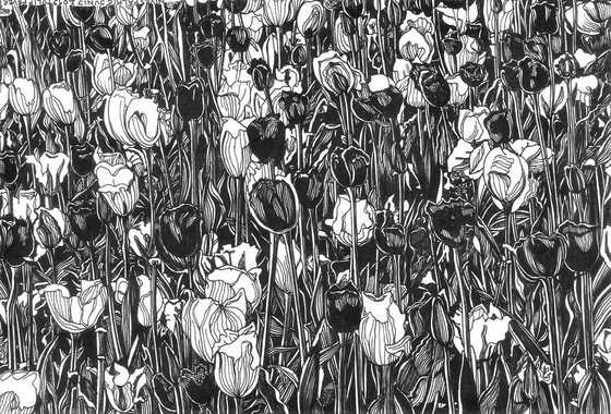 TULIP FEVER II Ink Drawings Series