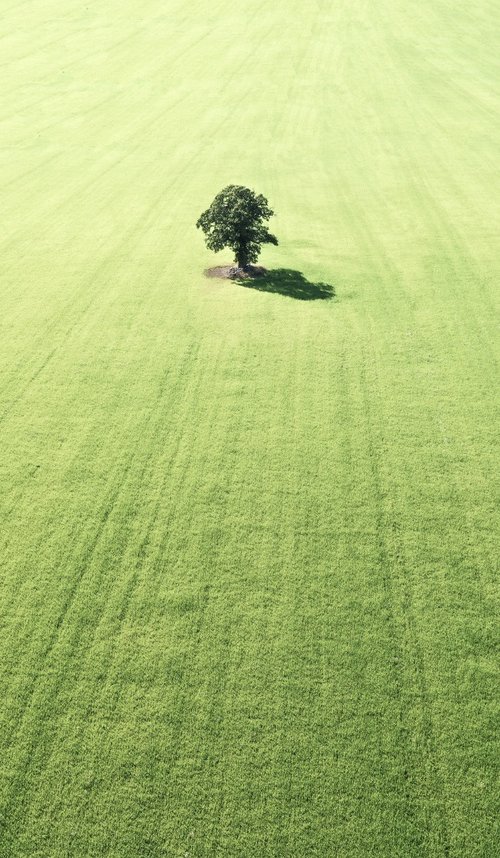 Lonely solitaire by Marcus Cederberg