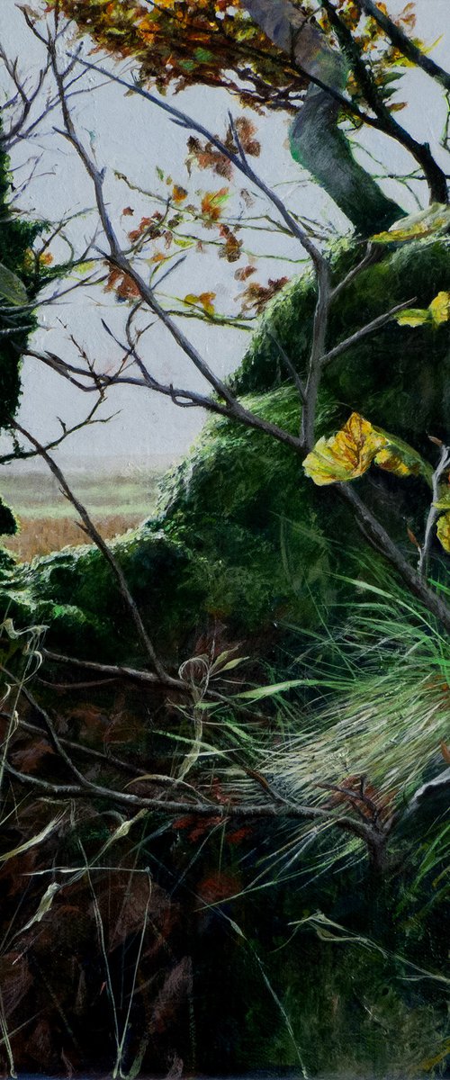 EXMOOR HEDGE (Cut The Stang) by Duncan Hopkins