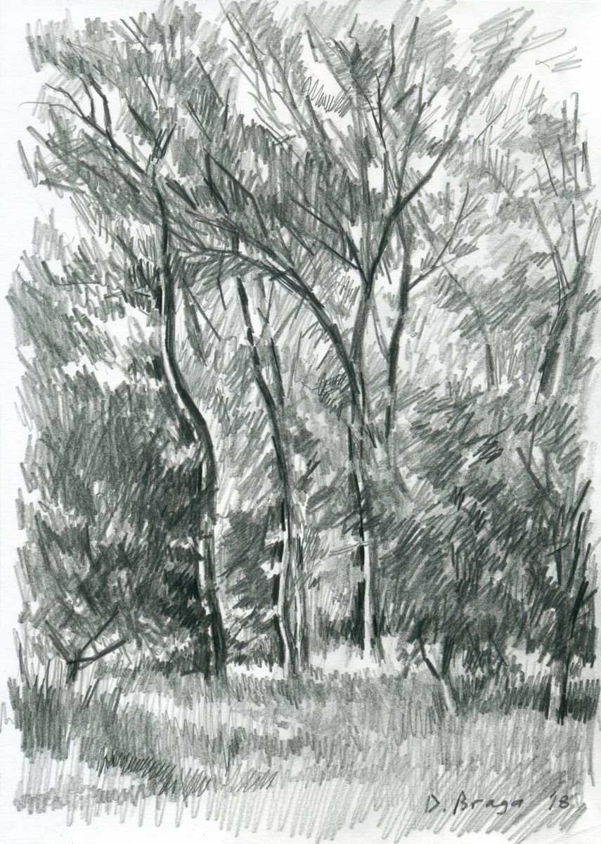 Expressive Landscape Pencil Drawing By Dima Braga, 8 X 12, High Trees, Evening, Original Artwork