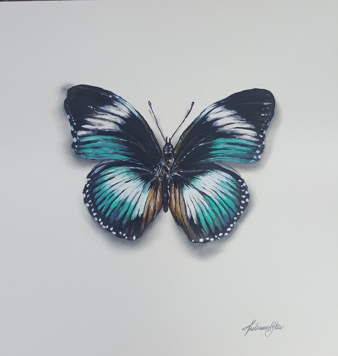 Butterfly Collection - Hypolimnas Monteironis by Maja Tulimowska - Chmielewska